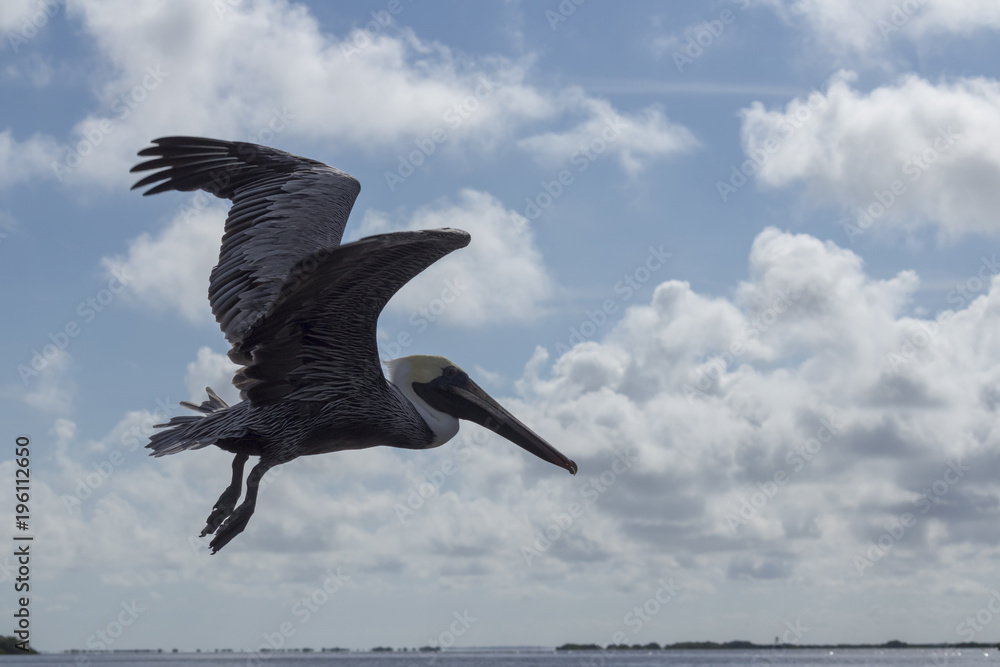 Obraz premium beautiful brown pelican shows off its long beak. This beautiful northamerican bird feeds by diving in water and catching its prey in its throat pouch.