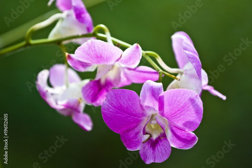 Orchid