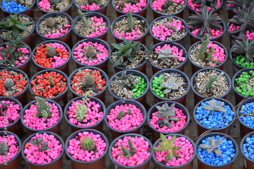 cactus cactus