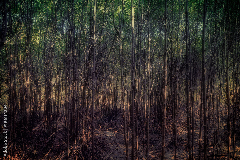 Beautiful Forest Trees with Sunlight in the wood Beautiful Forest Trees with Sunlight in the wood