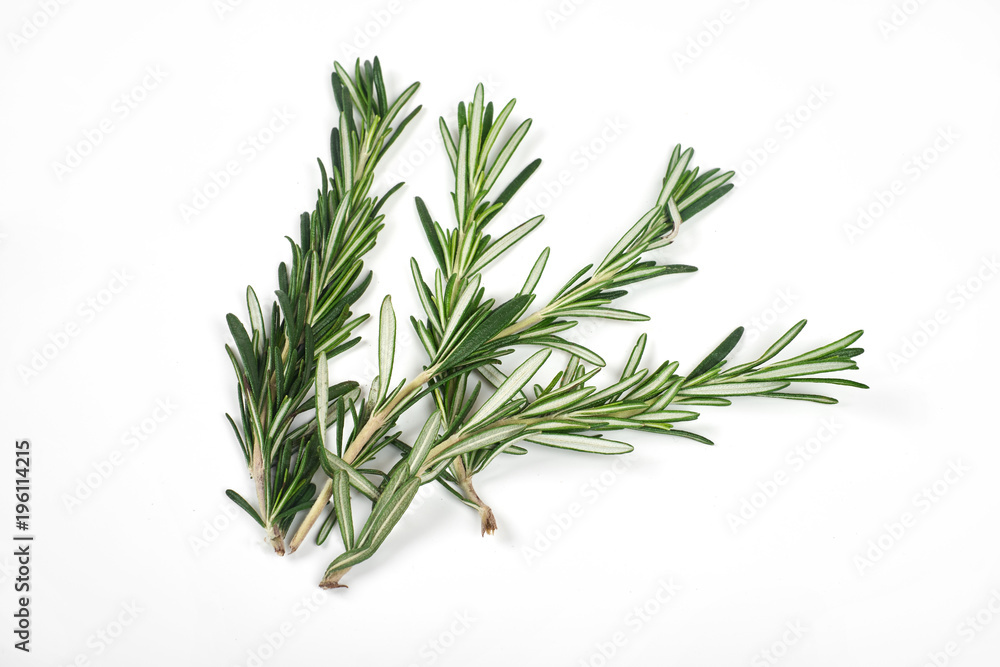 Fototapeta premium Fresh green sprigs of rosemary isolated on a white background