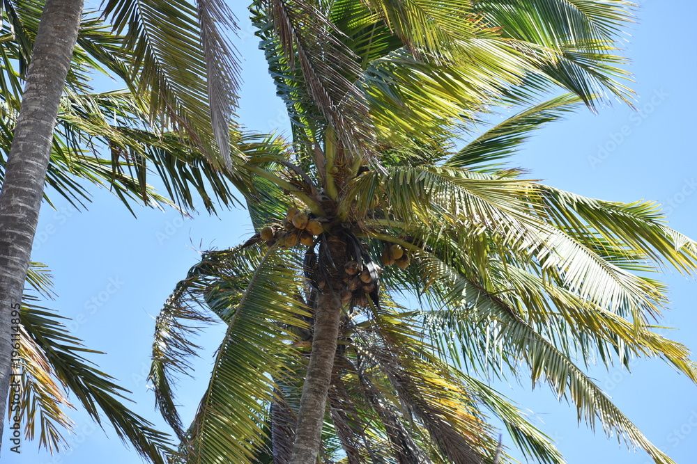 Obraz premium coconut