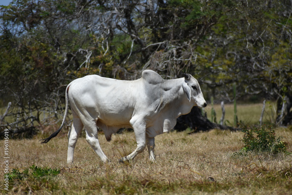 cow cow
