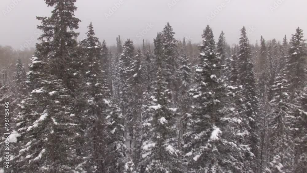 Over Snowy Treetops Through Fog Over Snowy Treetops Through Fog
