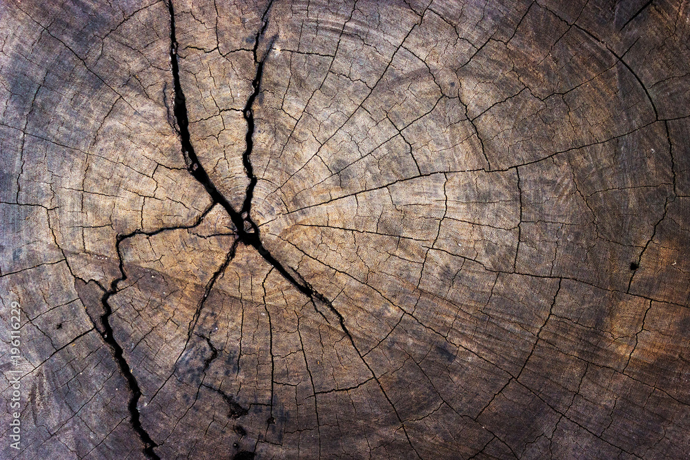 Fototapeta premium wood tree stump texture background