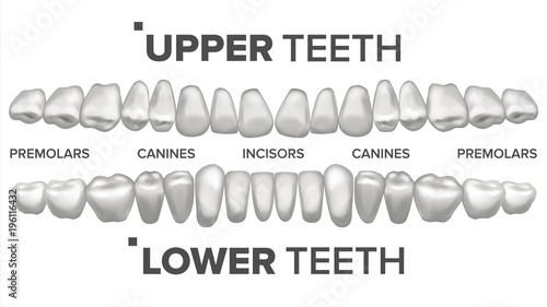 3D Teeth Set Vector. Human Upper And Lower Teeth. Dental Health. Stomatology Dentistry. 3D Clean White Tooth Model. Realistic Isolated Illustration