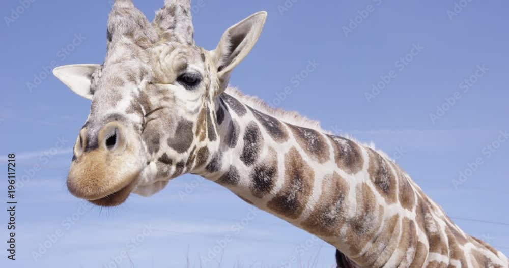 Giraffe sticks tongue out towards camera - slow motion - close up Giraffe sticks tongue out towards camera - slow motion - close up