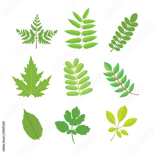 Green plants  leaves vector.