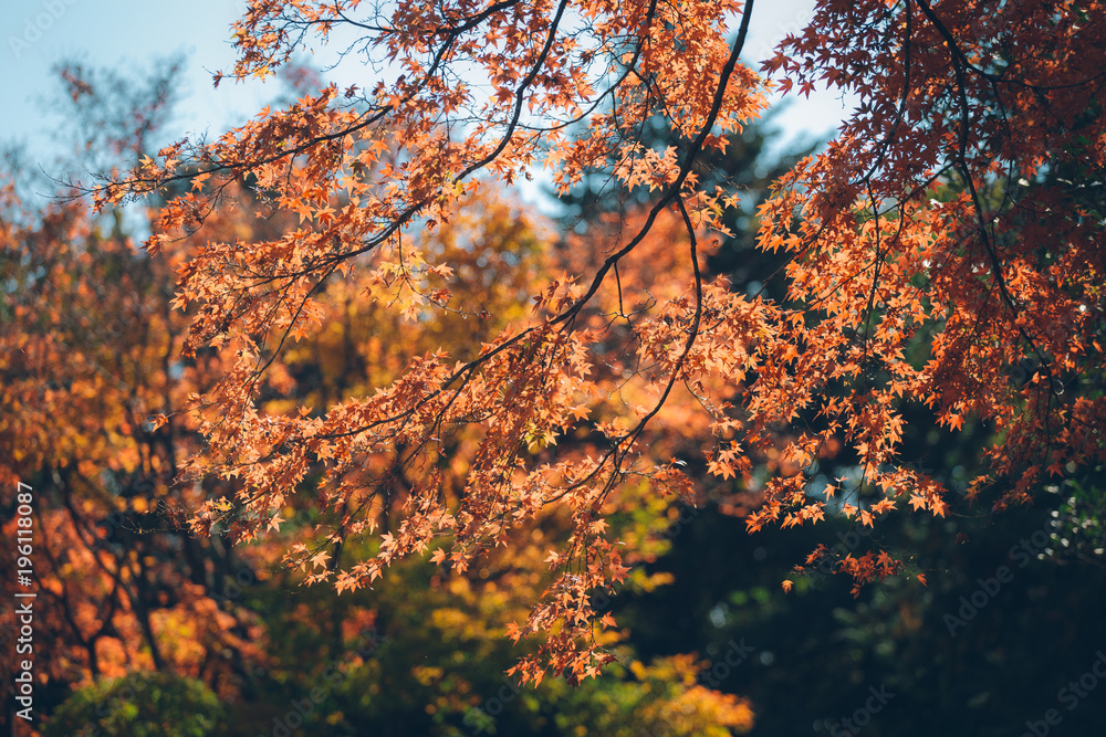 Vibrant Japanese Autumn Maple leaves with blurred background Vibrant Japanese Autumn Maple leaves with blurred background