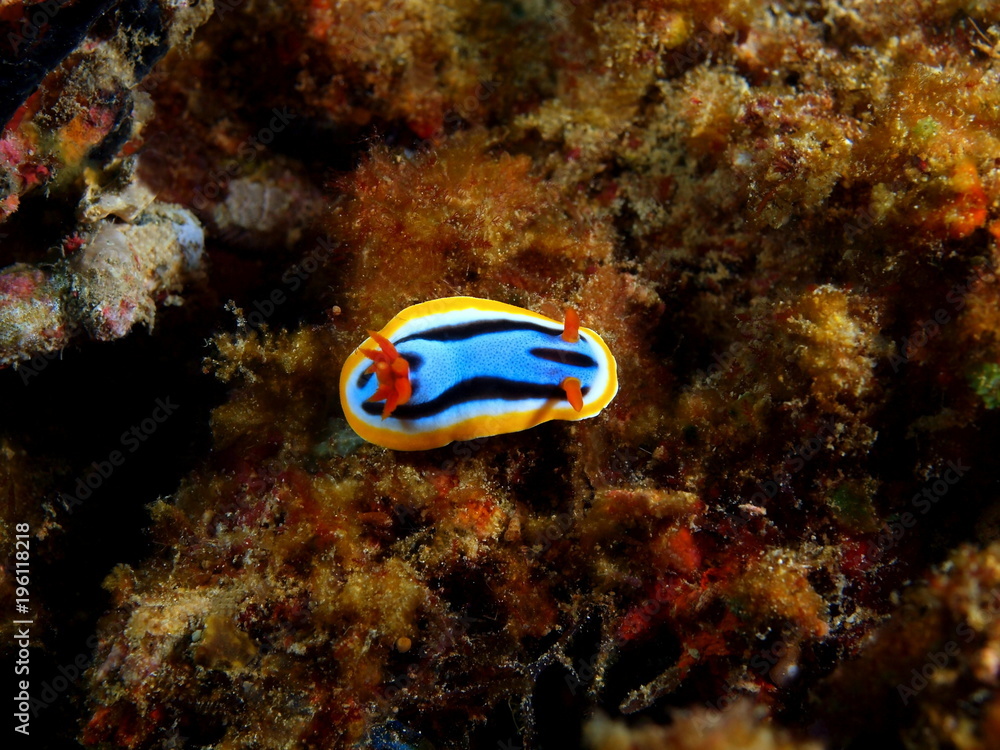 True sea slug True sea slug