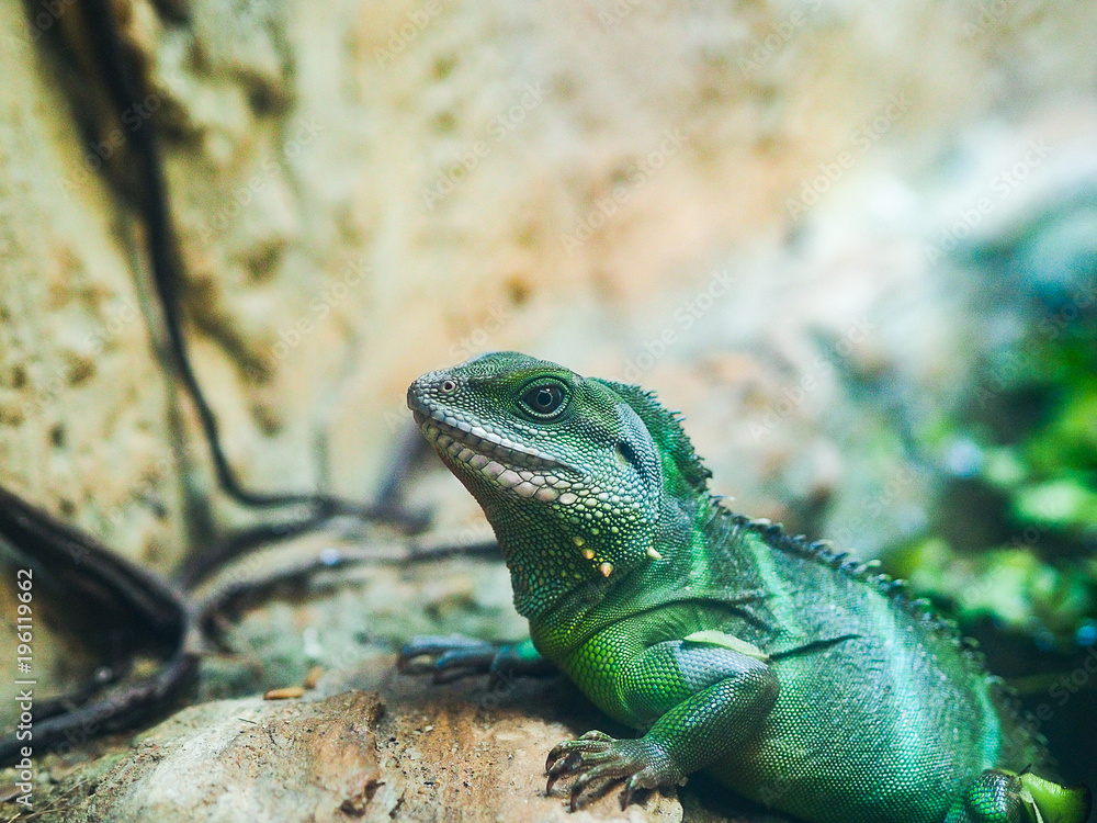 Fototapeta premium Close up head of lizard while disguise it self in green color.