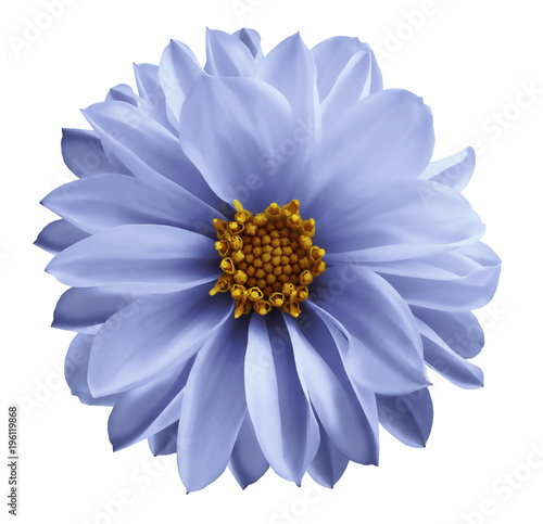 Dahlia  light blue flower  on a white isolated background with clipping path.  Closeup no shadows. Garden  flower. Nature.