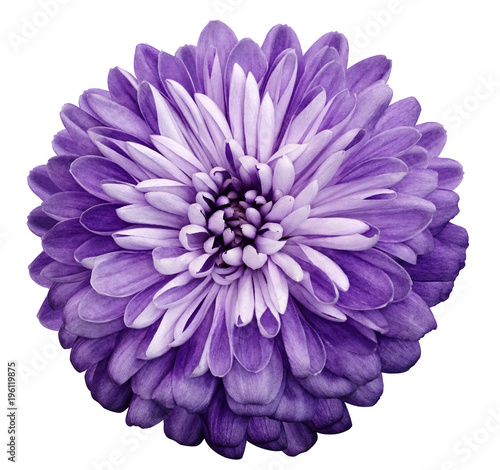 Chrysanthemum  violet  flower. On white isolated background with clipping path.  Closeup no shadows. Garden  flower.  Nature. © nadezhda F