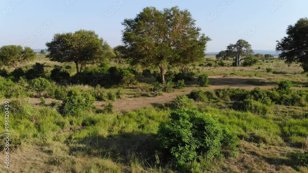 AERIAL view of African savanna, group of trees, bush and river, Tanzania, Africa. Flying above Mikumi national park AERIAL view of African savanna, group of trees, bush and river, Tanzania, Africa. Flying above Mikumi national park