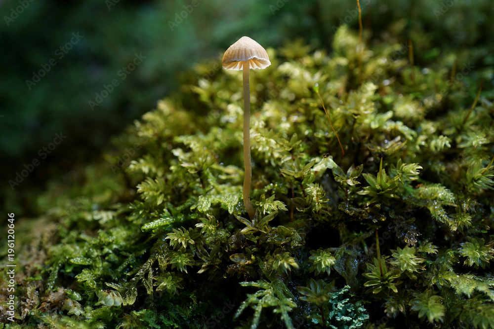Pilz Pilz