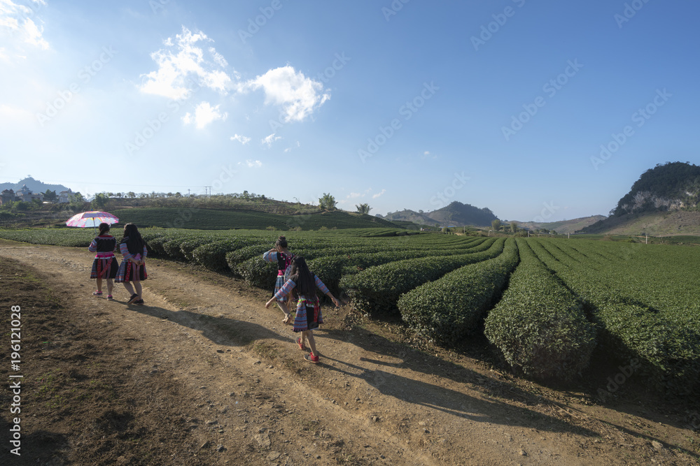 Tea plantation landscape on clear day. Tea farm with local people walking on road, blue sky and white clouds.
