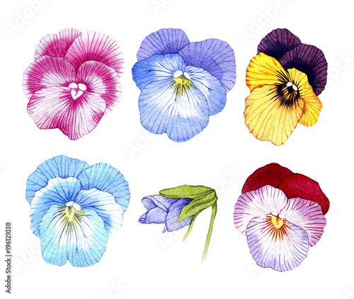 hand drawn watercolor Pansy flower set