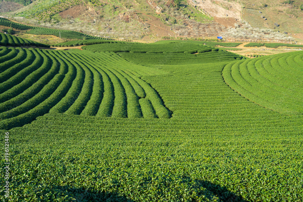 Tea plantation landscape on clear day. Tea farm with blue sky and white clouds. Tea plantation landscape on clear day. Tea farm with blue sky and white clouds.