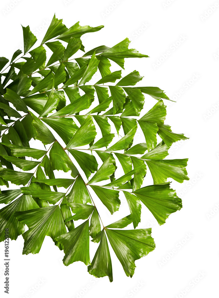 Caryota obtusa leaves (Giant fishtail palm), Beautiful palm leaf