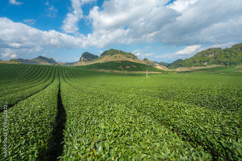 Tea plantation landscape on clear day. Tea farm with blue sky and white clouds. Tea plantation landscape on clear day. Tea farm with blue sky and white clouds.