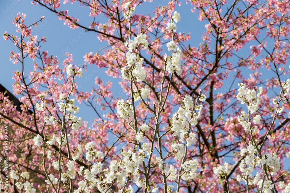 Fototapeta premium 美しい白梅と河津桜