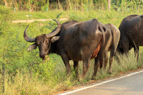 Buffalo walking on the road in countryside of Thailand © Passakorn