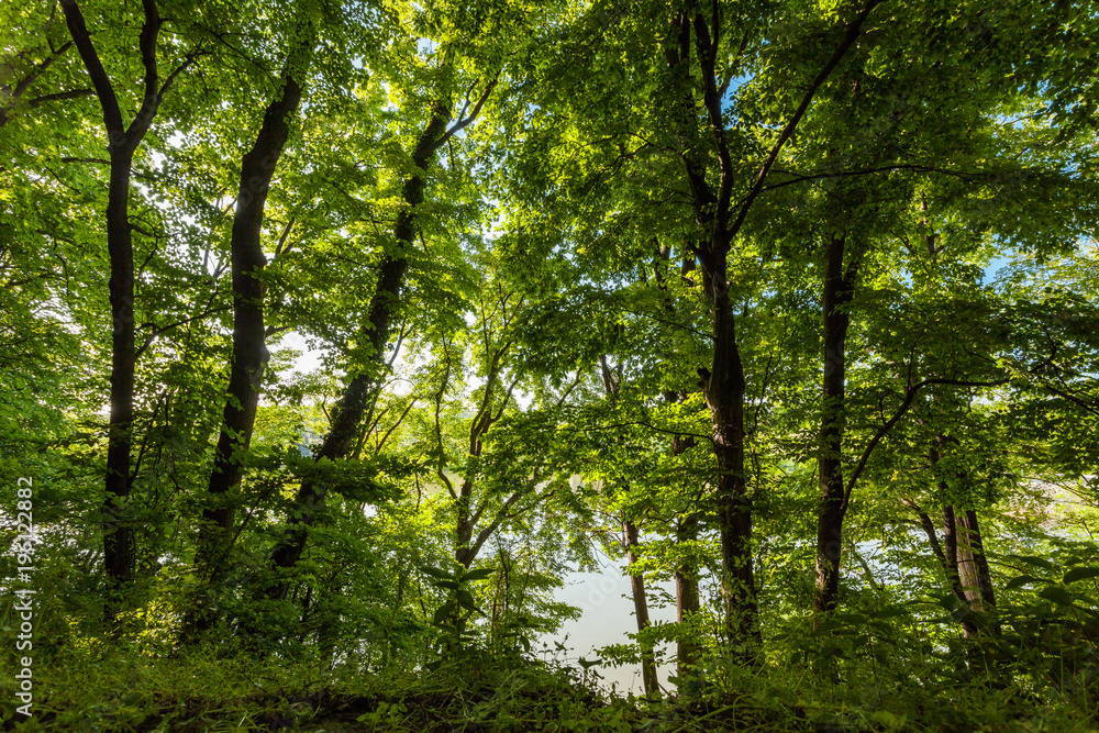 forest trees with beautiful sunlight forest trees with beautiful sunlight
