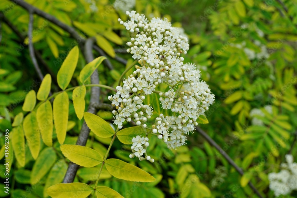 Sorbus aucuparia - Flowers rowan. lowering rowan in spring time. White flowers of the rowan tree
Sorbus aucuparia - Flowers rowan. lowering rowan in spring time. White flowers of the rowan tree