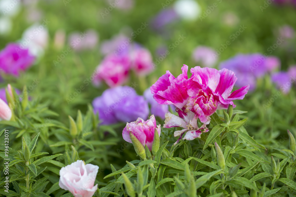 Fototapeta premium Colorful Flowers