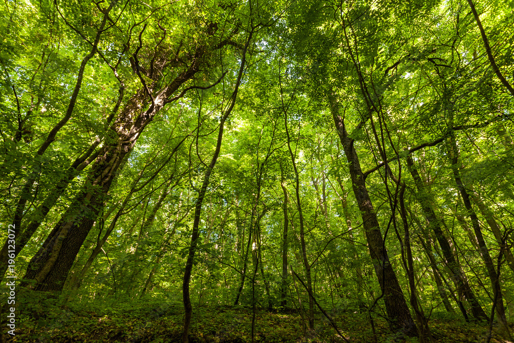 Fototapeta premium soft sunlight shines through the green forest trees