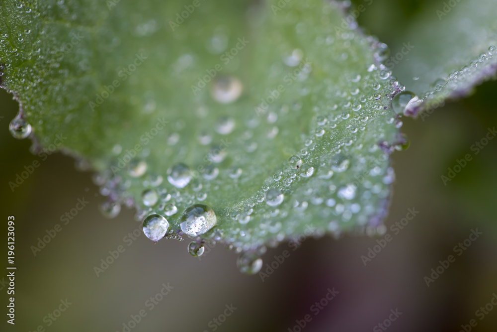 Drops on Leaf , Dew drops close up Drops on Leaf , Dew drops close up