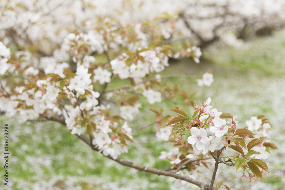 sakura flower tree blossom in springtime