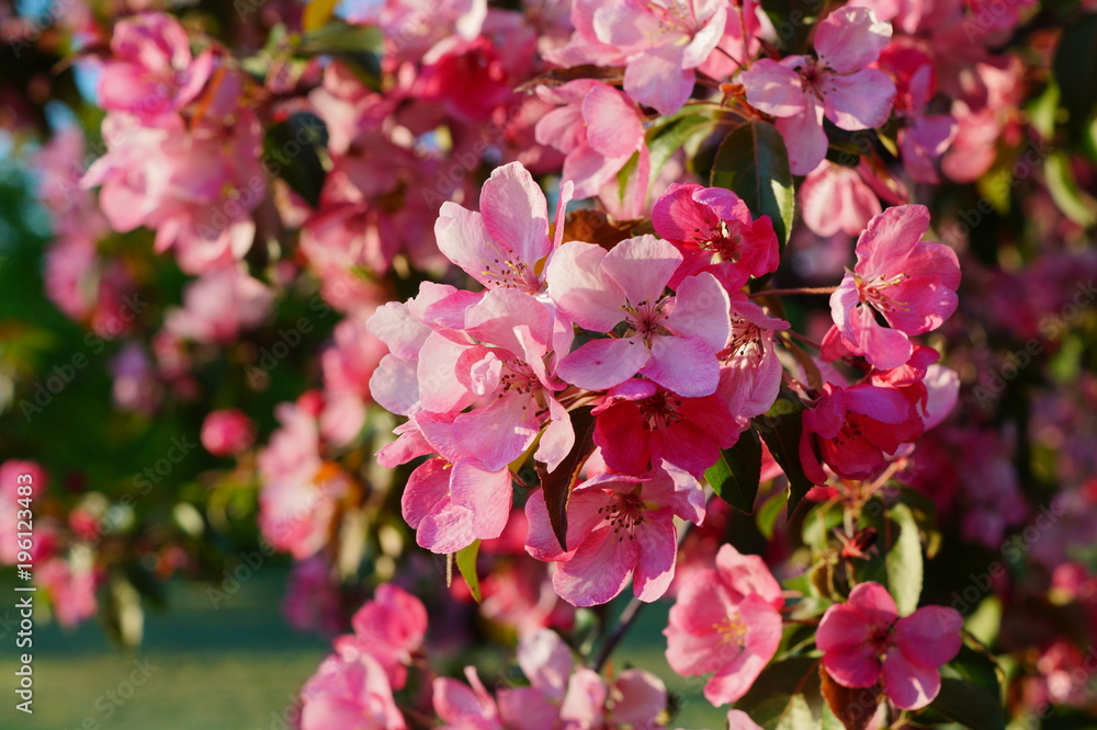 Pink flowering tree over nature background / Spring tree / Spring Background.
Pink flowering tree over nature background / Spring tree / Spring Background.