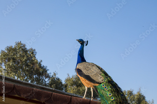 Pavo Cristatus, Peacock photo