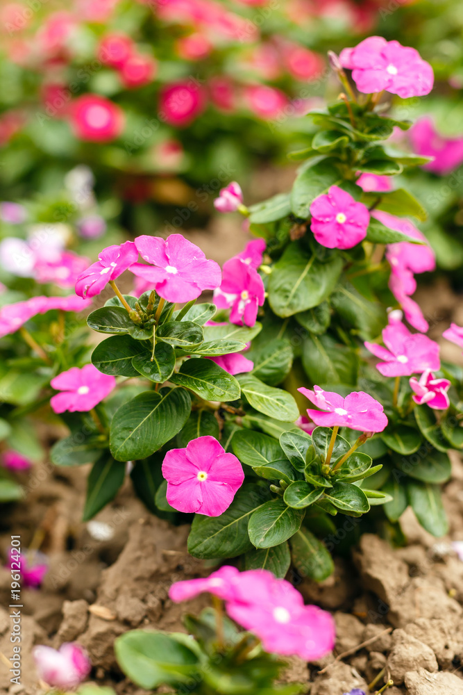 Beautiful red vinca flowers in a garden at summer sunny day close-up. Beautiful red vinca flowers in a garden at summer sunny day close-up.