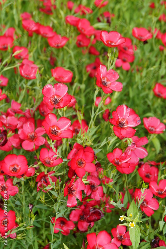 Linum grandiflorum - Red flowers in the botanical garden
