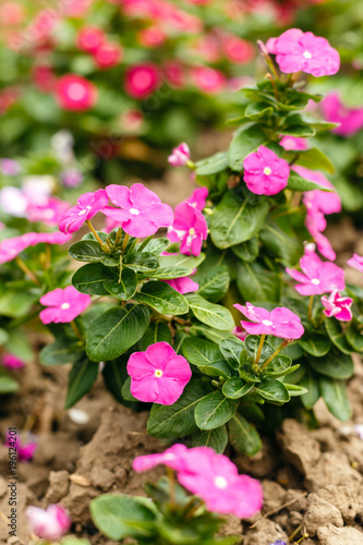 Fototapeta Naklejka Na Ścianę i Meble -  Beautiful red vinca flowers in a garden at summer sunny day close-up.