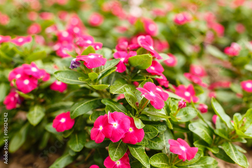 Fototapeta Naklejka Na Ścianę i Meble -  Beautiful red vinca flowers in a garden at summer sunny day close-up.