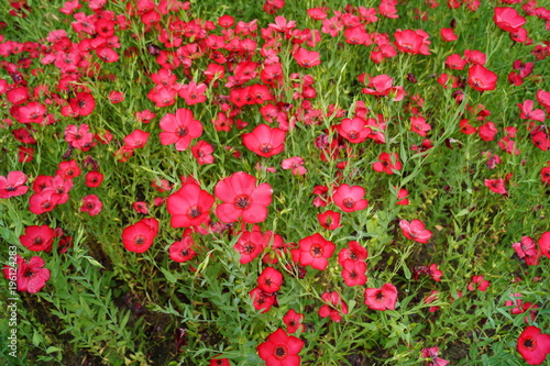 Linum grandiflorum - Red flowers in the botanical garden   © skorpionik00