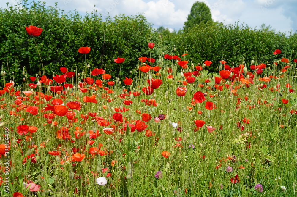 red poppies on a meadow
