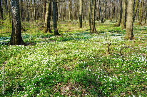 Spring forest and beautiful , white anemones 