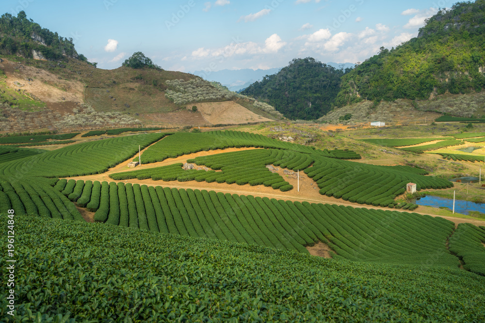 Tea plantation landscape on clear day. Tea farm with blue sky and white clouds.