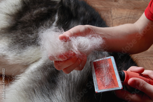 Concept of spring moulting dogs. Boy holds in hands lump wool Siberian husky and rakers brush. Close-up. photo