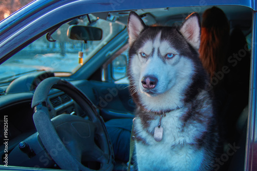 Portrait dog looks out car. Siberian husky sits in car and looks. Concept traveling with pet. © Konstantin