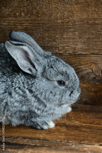 Gray Hare, Rabbit On A Natural Wooden Background