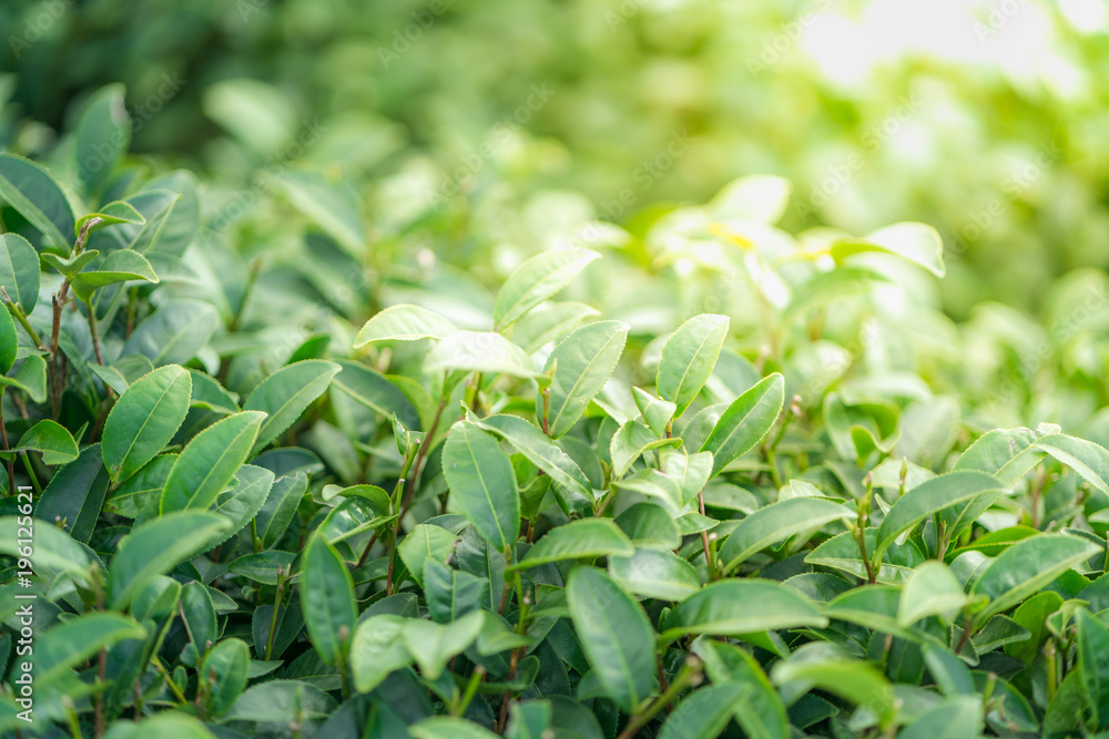 Tea leave in tea plantation Tea leave in tea plantation