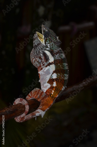 Colorful, Open-Mouthed Chameleon Shedding Skin, Palmarium Reserve, Madagascar photo