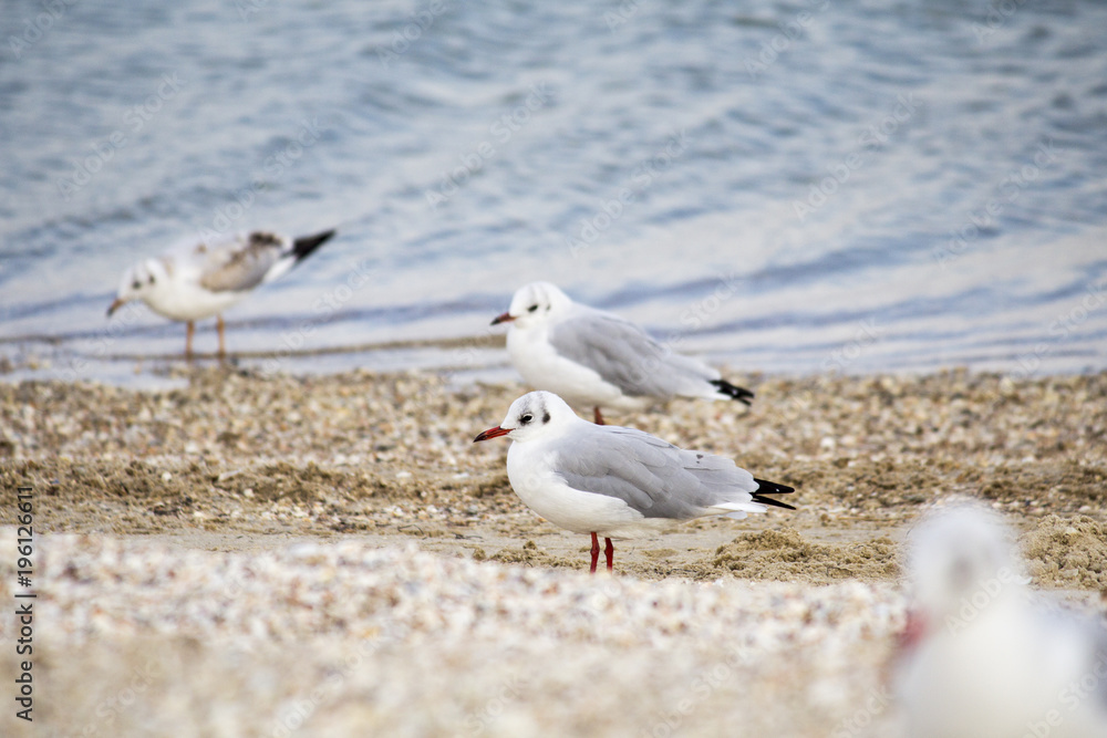 Sea. Beautiful seascape. Seagulls on the sea. Seagulls on the shore Sea. Beautiful seascape. Seagulls on the sea. Seagulls on the shore