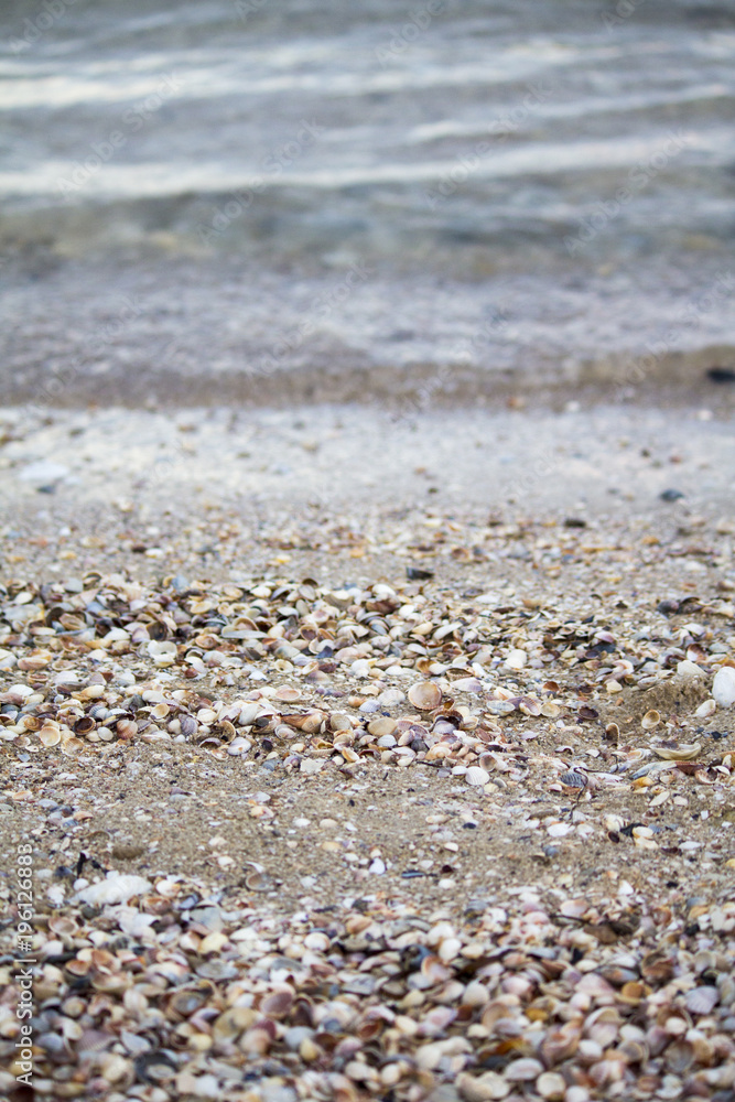 Seashells. Seashells wallpaper. Seashells on the shore