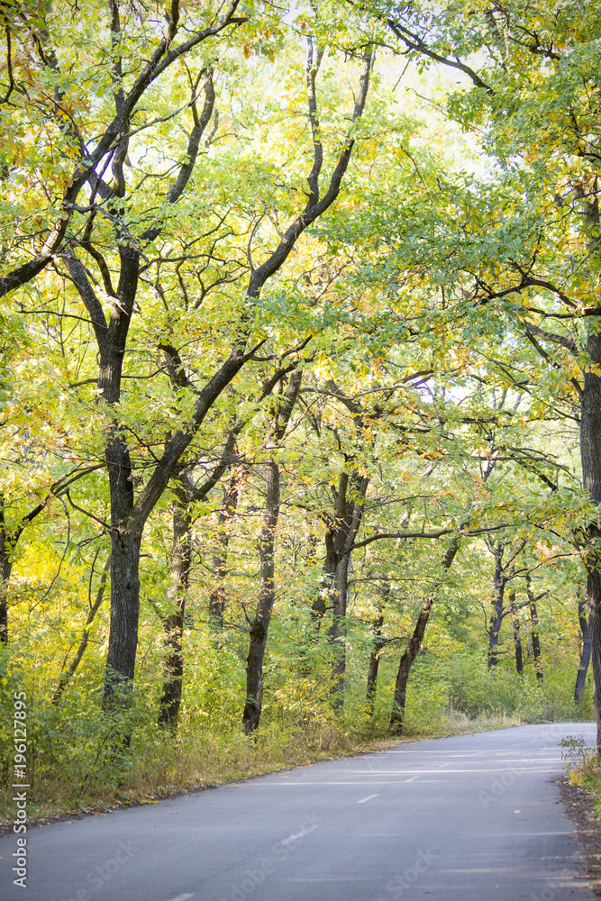 Naklejka premium Beautiful autumn forest. Road in the autumn forest